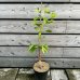 Ginkgo biloba (Ginko dvojlaločné) - kont. C3L, výška: 40-60 cm Ginkgo biloba (Ginko dvojlaločné) - kont. C3L, výška: 40-60 cm